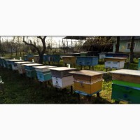 Продам 80 бджолопакетів карпатки