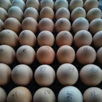 Яйца инкубационные бройлер Кобб 500 экспорт и Украина