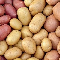 Покупаем картофель от 20 тонн по Черниговской области. Самовывоз