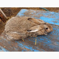 Продам кролика цвета агути