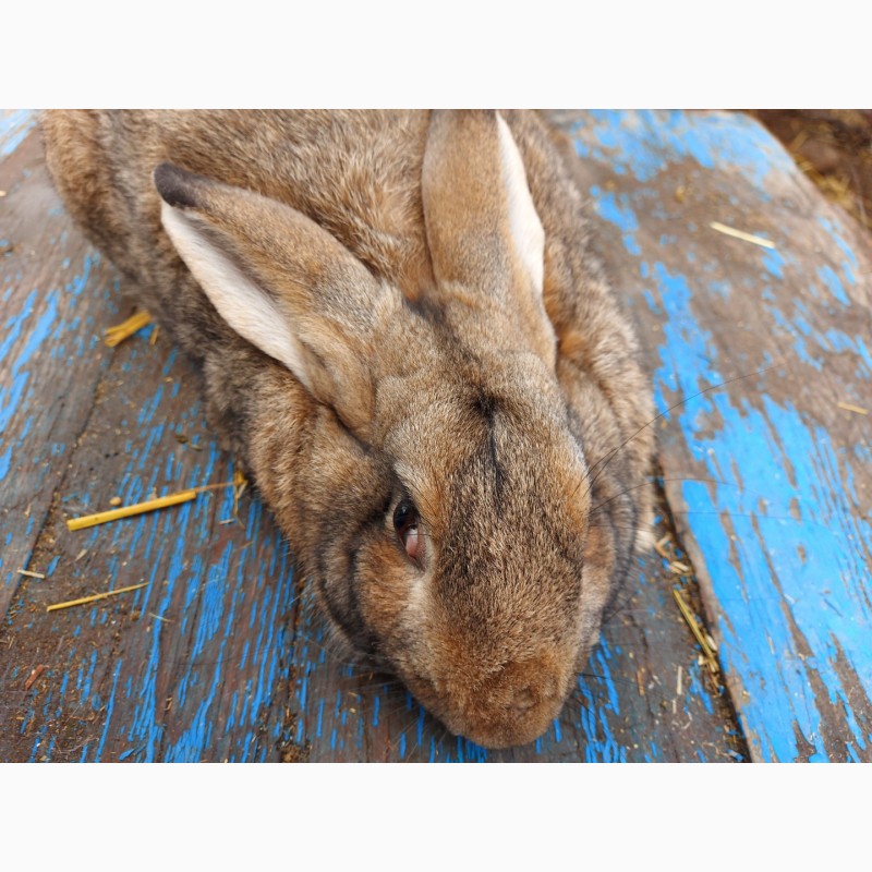 Фото 3. Продам кролика цвета агути