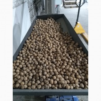 Продам орех калиброваный