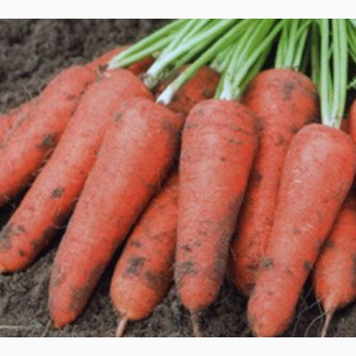 Морковча крупная морковь АБАКО 1 сорт