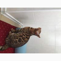 Шикарный Бенгальский Кот