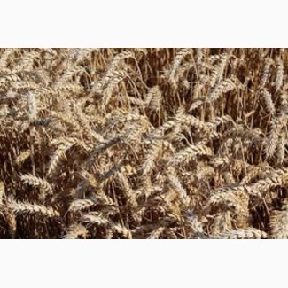 Семена озимой пшеницы ЖИТНИЦА ОДЕССКАЯ