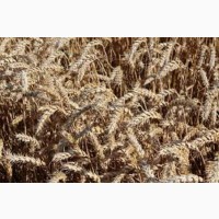 Семена озимой пшеницы ЖИТНИЦА ОДЕССКАЯ