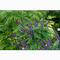 Семена синей (фиолетовой) - аморфа кустарниковая стручках - медонос купить Украина
