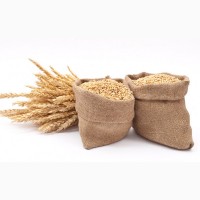 Елітне насіння пшениці в мішках по 50кг
