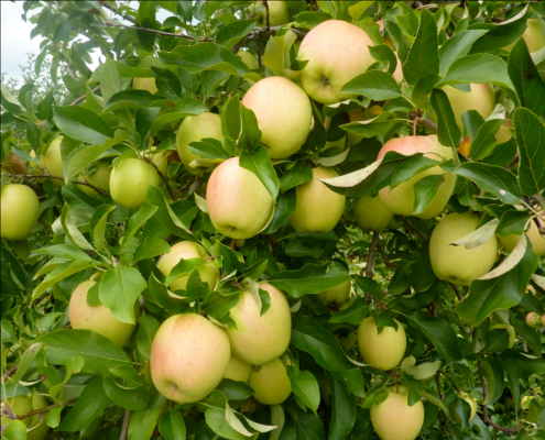 Фото 2. ПРОДАМ яблука, урожаю 2021 р., сорти: Голден, Чемпіон, Джонаголд ( Декоста )