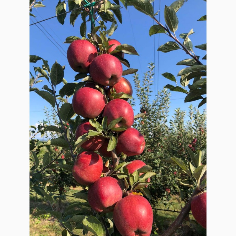 Фото 3. ПРОДАМ яблука, урожаю 2021 р., сорти: Голден, Чемпіон, Джонаголд ( Декоста )