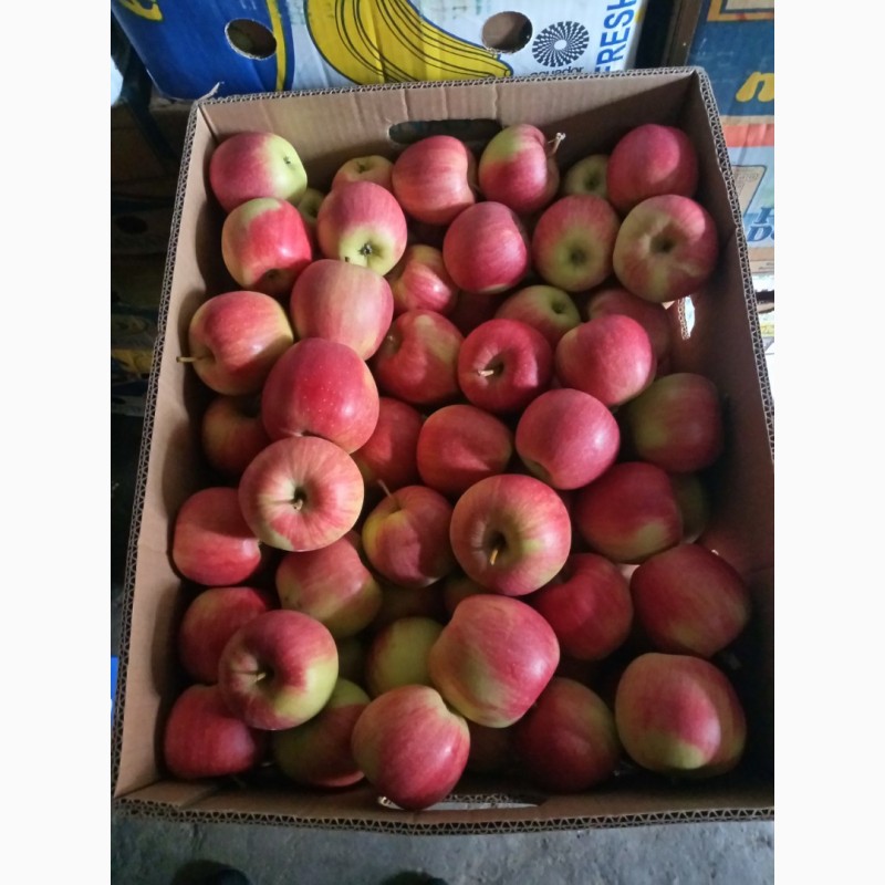 Фото 4. ПРОДАМ яблука, урожаю 2021 р., сорти: Голден, Чемпіон, Джонаголд ( Декоста )