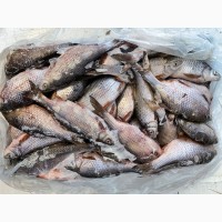 Продам Свежемороженую рыбу