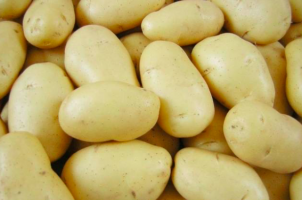Фото 5. Картопля оптом, картошка сорт - Гранада