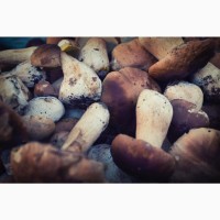 Куплю свіжі гриби Полтава