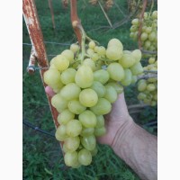 Продам виноград Аркадія та Лівія