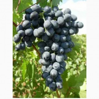 Продам оптом виноград Молдова
