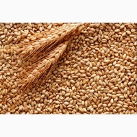 Закупівля пшениці. Кращі ціни. Вся Україна