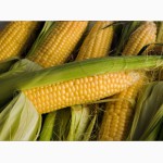 Продам насіння кукурудзи Гран 310