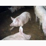 Продам свиней 130-150кг