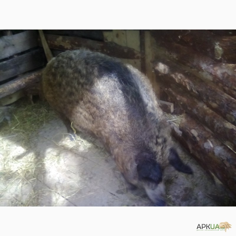 Фото 6. Продам поросят породы венгерская монгалица подрощенные 5 мес 50 кг