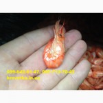 Мелкая черноморская креветка (отсев)
