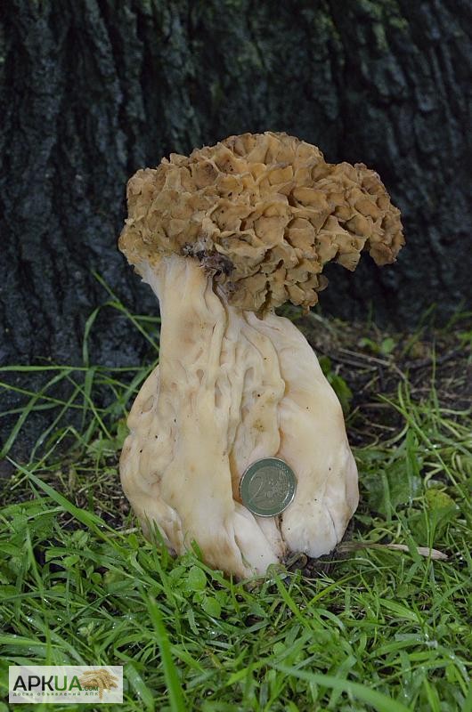 Мицелий сморчка толстоногого - качественный посевной мицелий грибов от производителя