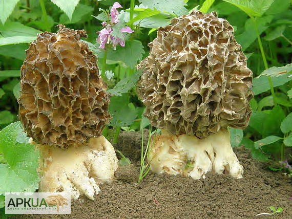 Фото 2. Мицелий сморчка толстоногого - качественный посевной мицелий грибов от производителя