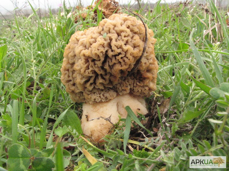 Фото 3. Мицелий сморчка толстоногого - качественный посевной мицелий грибов от производителя