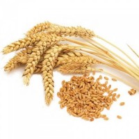 Продам пшеницу качества фураж
