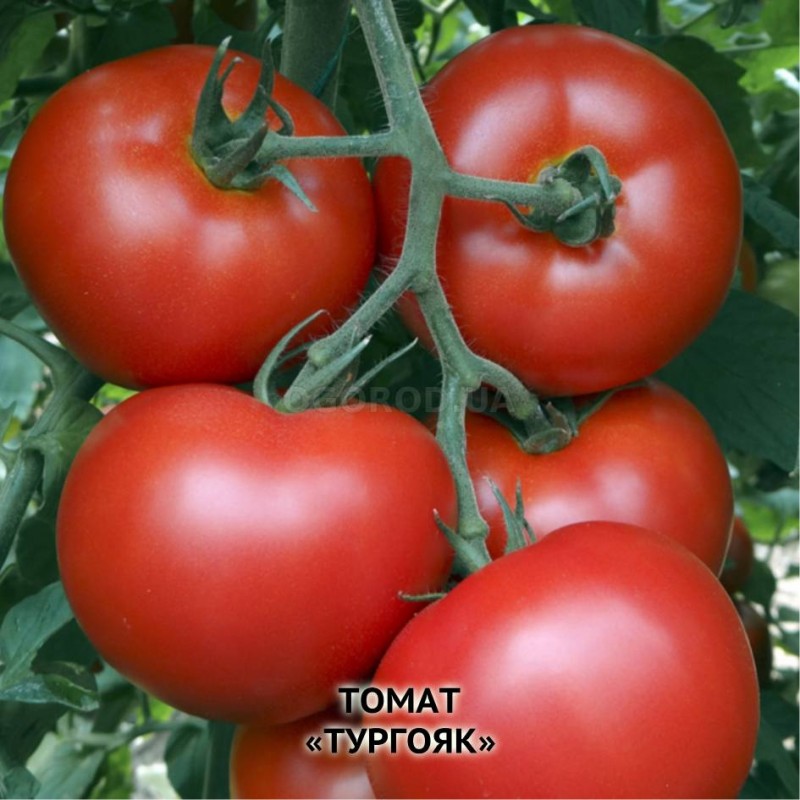Сорт помидор органза фото
