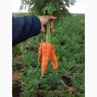 Купить семена моркови Griffaton Шантане Роял