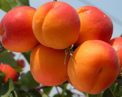 Фото 5. Продам саженцы абрикоса, алычи, сливы