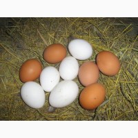 Реализация инкубационных яиц кур породы Ломан