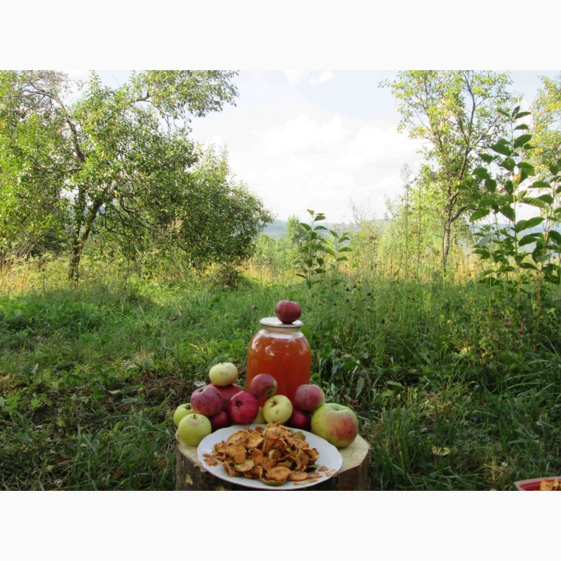Фото 3. Сок яблочный домашний с горного сада Карпат