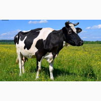 Продам дуже гарну корову