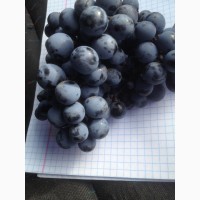 Продам виноград -Саперави северный, Мерло.Одесса с.Маяки, Одесская обл