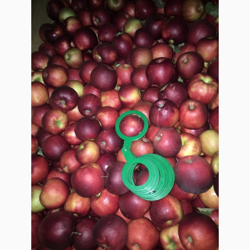 Фото 4. Продам оптом яблука зі сховища. В наявности 10 сортів. Фото реальні. Дзвоніть