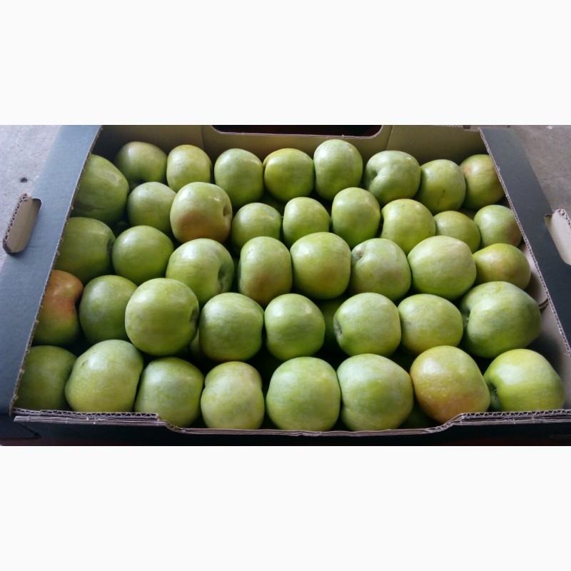Фото 3. Продам яблоки зимних сортов из холодильника оптом