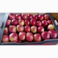 Продам яблоки зимних сортов из холодильника оптом