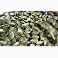 Продам насіння гарбуза голонасінне 2 тонни