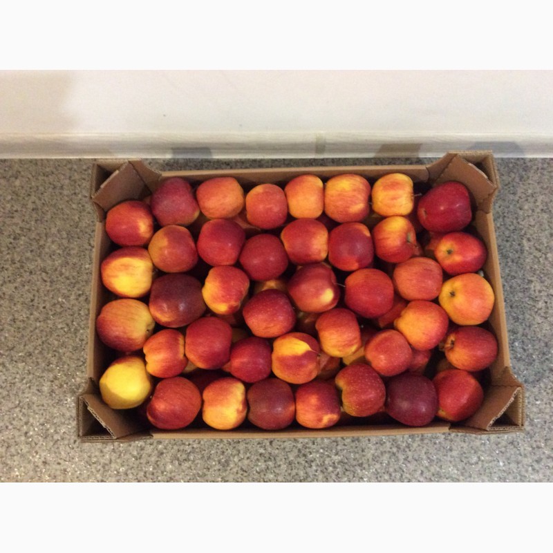Фото 4. Продам яблука з холодильника