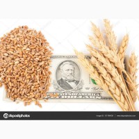 Закуповуємо пшеницю
