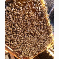 Продам пчелосеми
