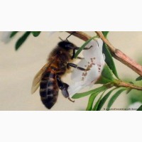 Продам бджолопакети, бджолосім’ї