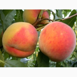 Продам персики с собственного сада ( до 20 т)