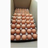 Реализуем яйцо куриное оптовый продажа доставка