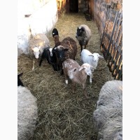 Продам овечек и коз