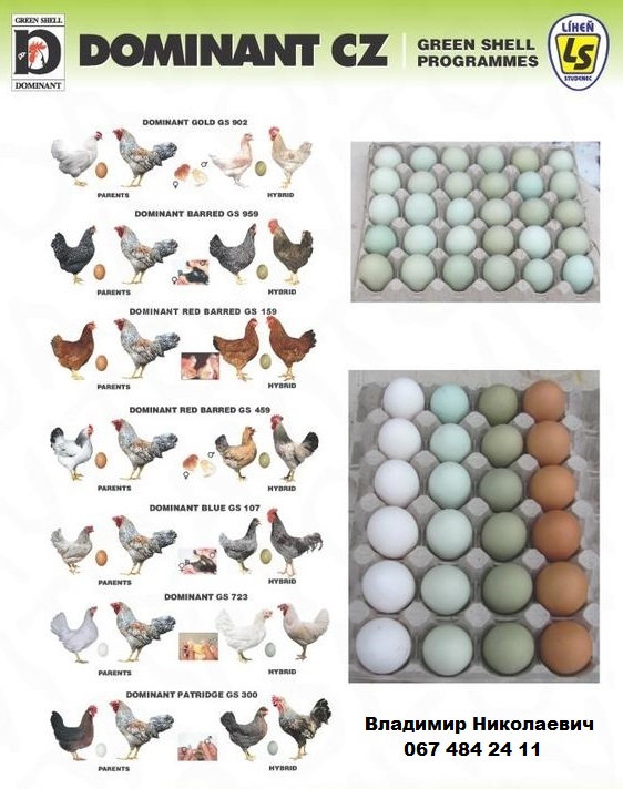 Инкубационные яйца мясо-яичных пород от элитных производителей
