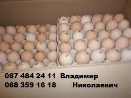 Фото 2. Инкубационные яйца мясо-яичных пород от элитных производителей