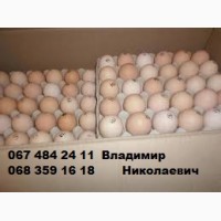Инкубационные яйца мясо-яичных пород от элитных производителей